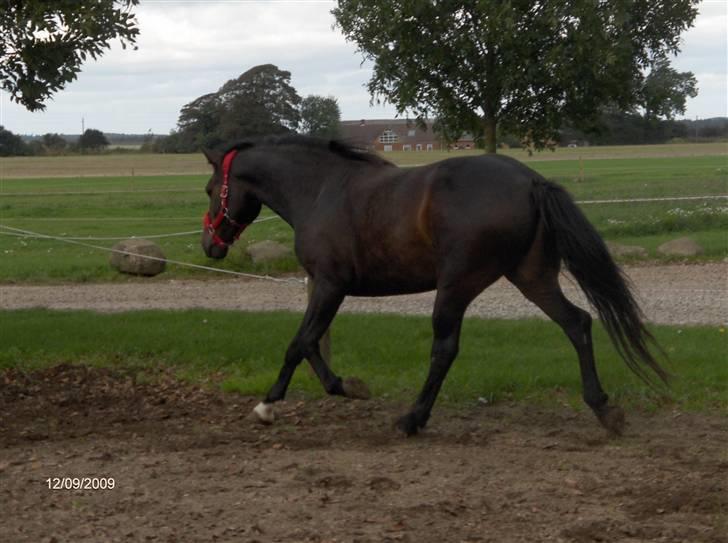 Anden særlig race *Pondus* SOLGT. - Pondus bremser i trav :p billede 7