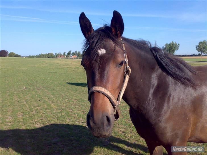 Anden særlig race *Pondus* SOLGT. - Pondus som 3 års :) billede 8