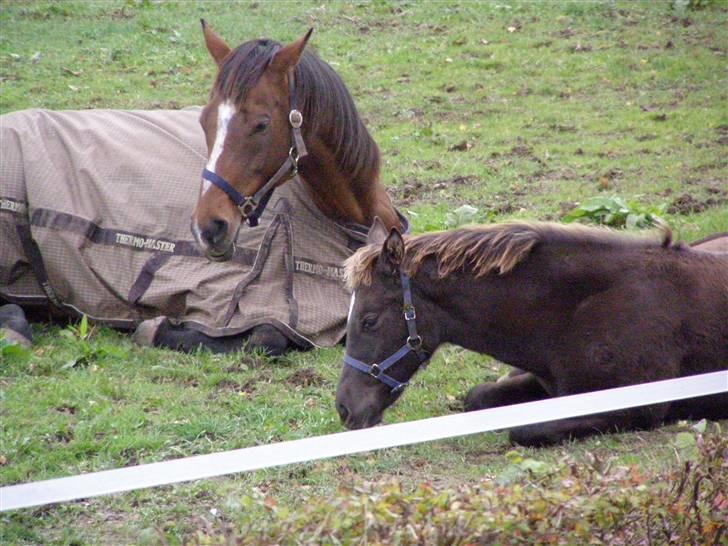 Fuldblod (XX) Blue Line Lady - mor og søn på marken billede 11