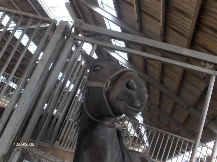 Anden særlig race *Pondus* SOLGT. - Pondus laver grimasser til kameraet :p billede 12
