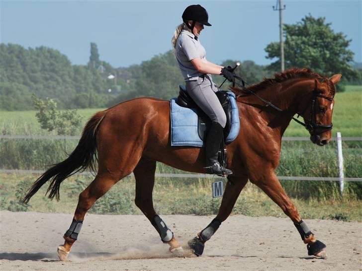 Dansk Varmblod San Marino (2004-2011) - San Marino verdens dejligste hest!! Foto: Karen B. Therkelsen billede 1