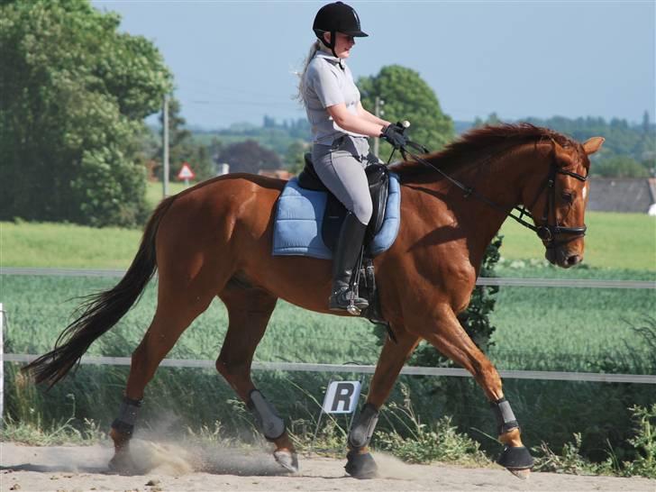 Dansk Varmblod San Marino (2004-2011) - daglig træning :) Foto: Karen B. Therkelsen billede 3