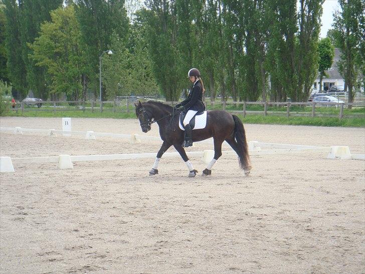 Welsh Cob (sec D) Silva - Stævne på HVR Maj 2011 - 5. plads. billede 13