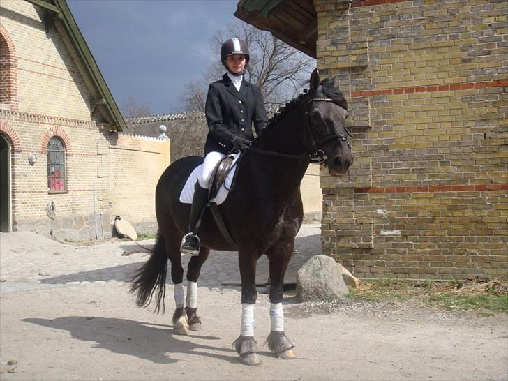 Welsh Cob (sec D) Silva - KDR klubstævne d. 18/4 -10. Vi venter på at komme på banen. d: billede 17