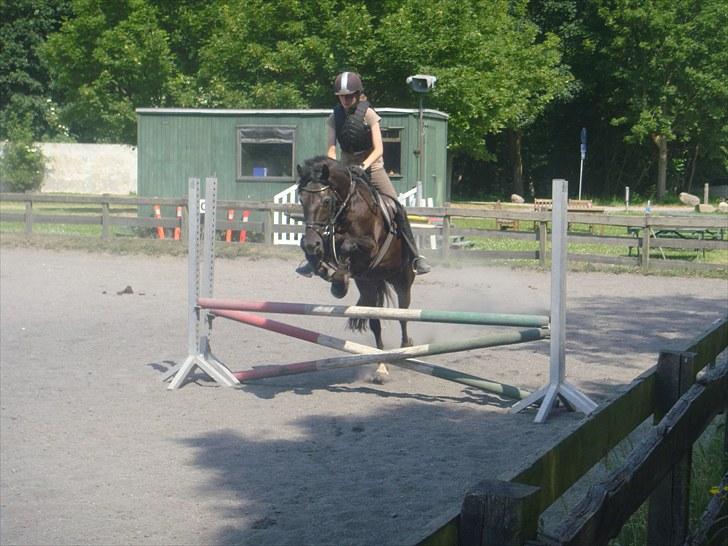 Welsh Cob (sec D) Silva - Springning i sommerferien 2010.  billede 19