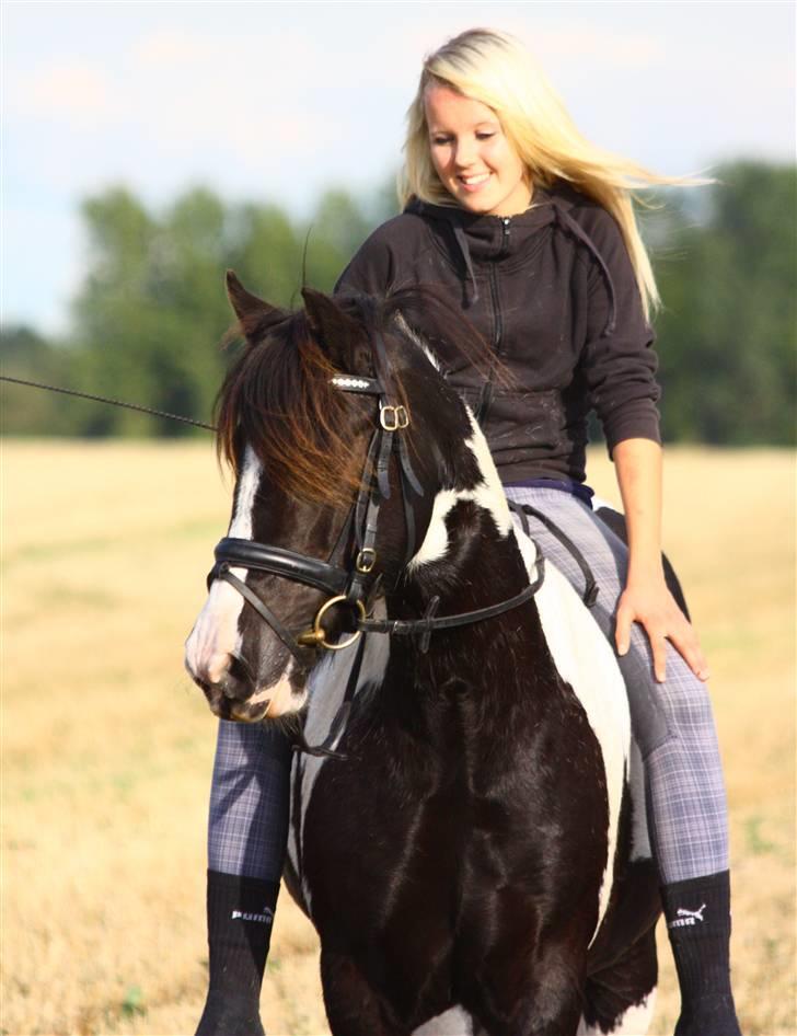 Irish Cob | Rain |  - Sep 09 billede 10