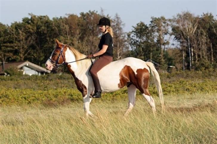 Pinto Araber Golden Fillina billede 13