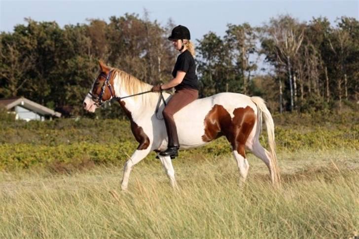 Pinto Araber Golden Fillina billede 14