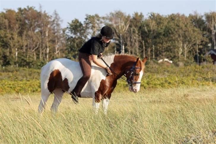 Pinto Araber Golden Fillina billede 18