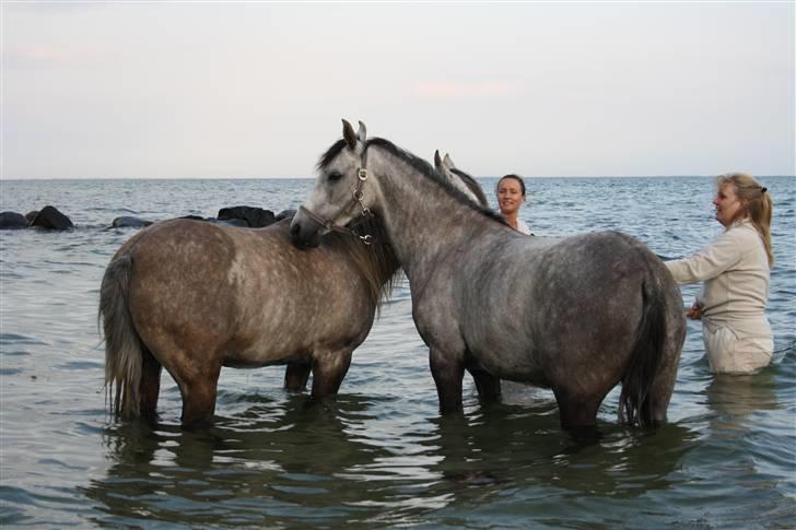 Arabisk fuldblod (OX) Svalegaards Esmakee OX billede 16