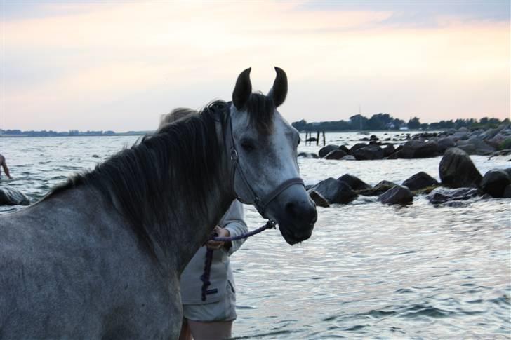 Arabisk fuldblod (OX) Svalegaards Esmakee OX billede 17