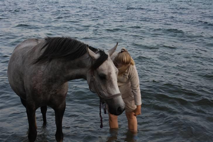 Arabisk fuldblod (OX) Svalegaards Esmakee OX billede 18