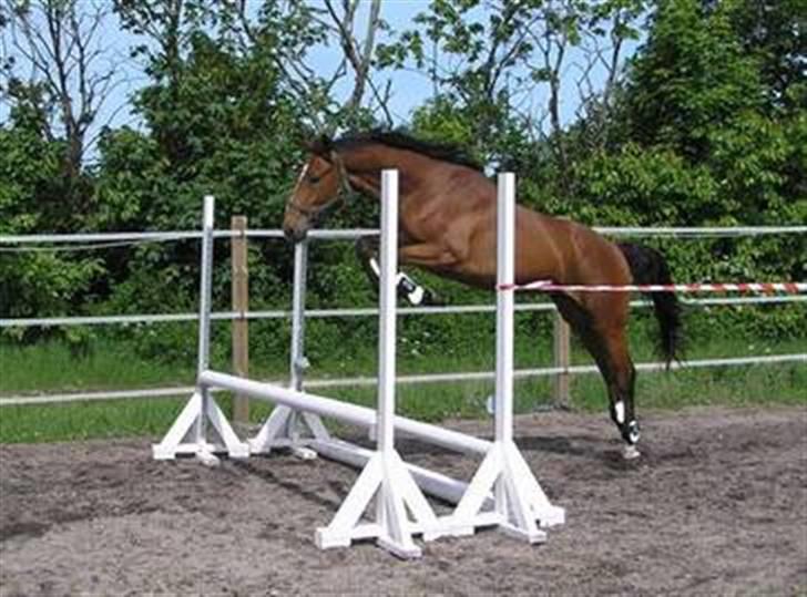 Dansk Varmblod Lillestaruphøjs Killian billede 2