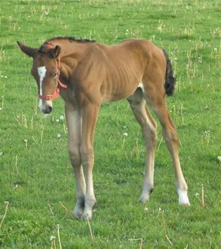 Dansk Varmblod Lillestaruphøjs Killian billede 3