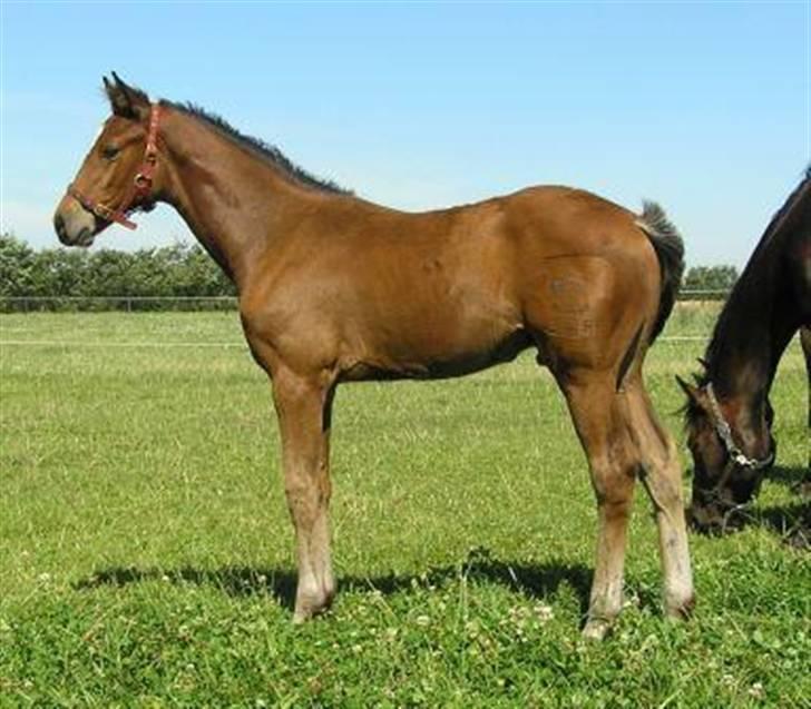 Dansk Varmblod Lillestaruphøjs Killian billede 4