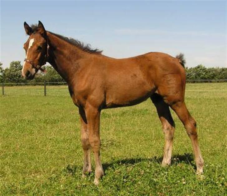 Dansk Varmblod Lillestaruphøjs Killian billede 5