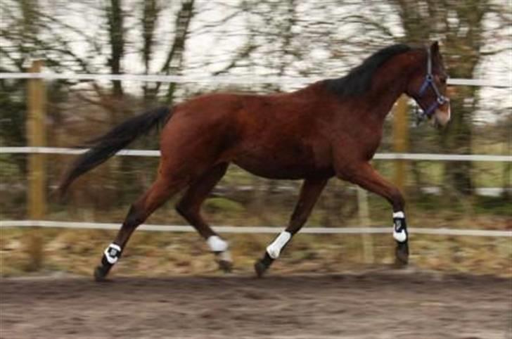 Dansk Varmblod Lillestaruphøjs Killian billede 6