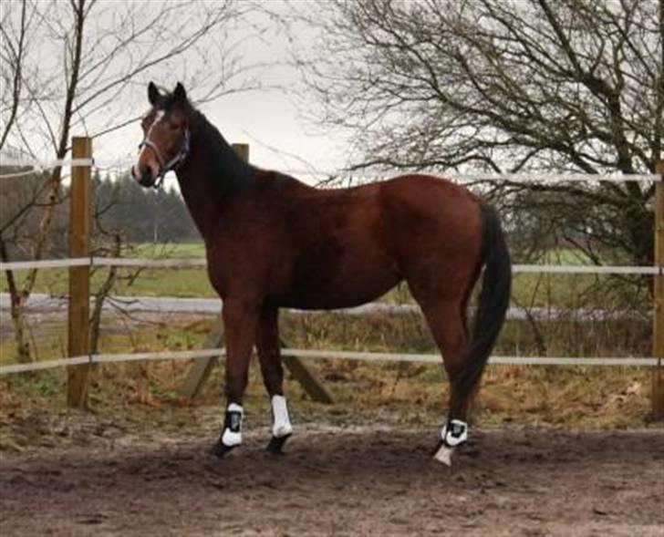 Dansk Varmblod Lillestaruphøjs Killian billede 7