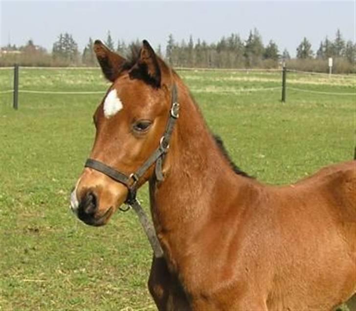 Dansk Varmblod Lillestaruphøjs Capriano billede 2