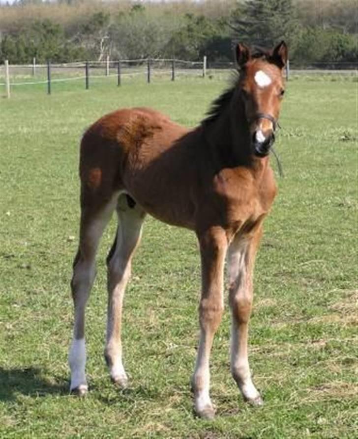 Dansk Varmblod Lillestaruphøjs Capriano billede 3