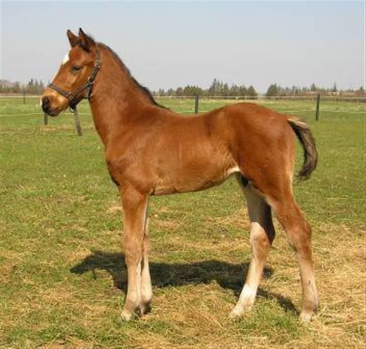 Dansk Varmblod Lillestaruphøjs Capriano billede 4