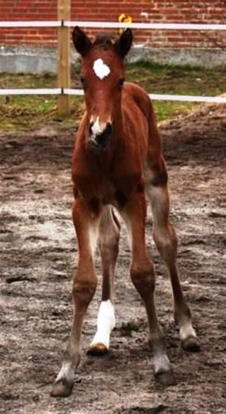 Dansk Varmblod Lillestaruphøjs Capriano billede 5