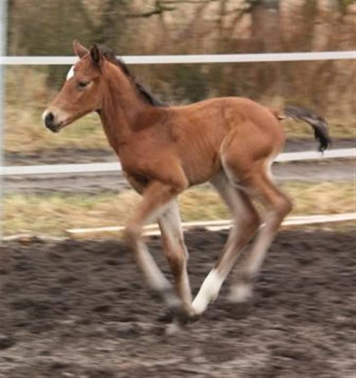 Dansk Varmblod Lillestaruphøjs Capriano billede 6