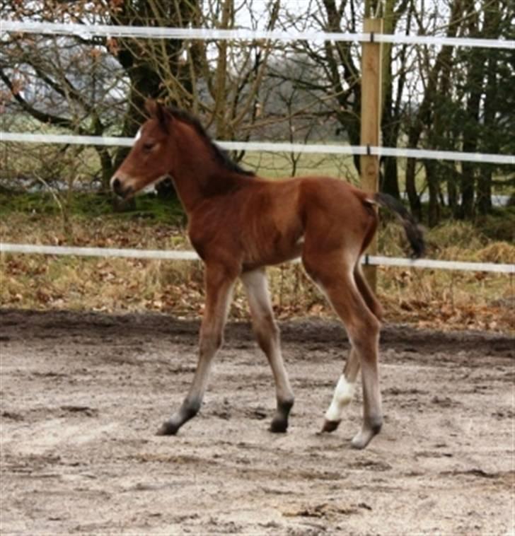 Dansk Varmblod Lillestaruphøjs Capriano billede 7