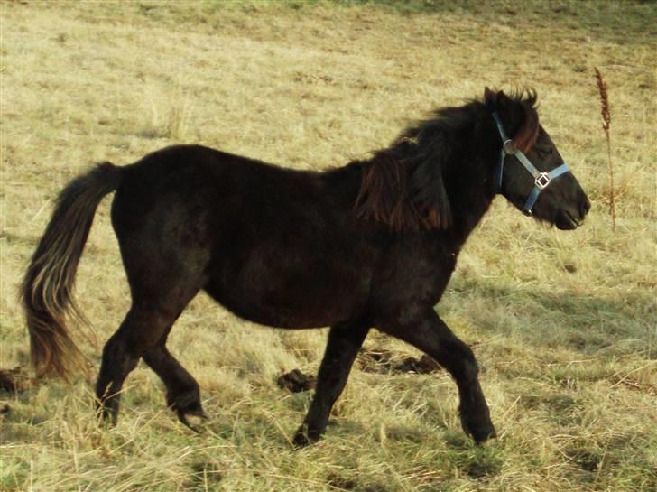 Anden særlig race  # Musse #  - 11-10-2009, Musse er på vej nedtil de andre som æder græs, kramperne har lige fået et nyt stykke græs. billede 19