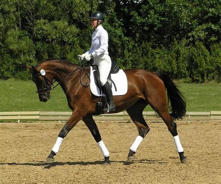 Dansk Varmblod Lillestaruphøjs Candiana billede 8