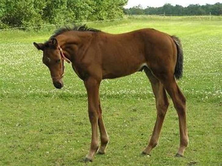 Dansk Varmblod Lillestaruphøjs Candiana billede 11