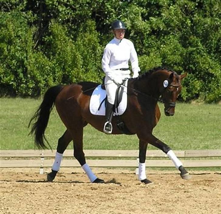 Dansk Varmblod Lillestaruphøjs Candiana billede 9