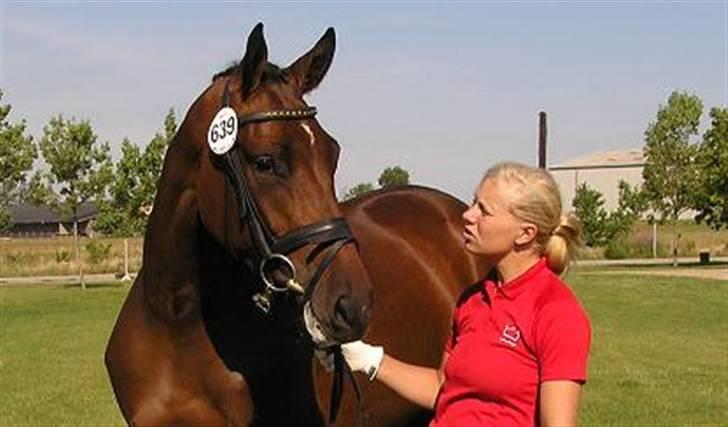 Dansk Varmblod Lillestaruphøjs Candiana billede 10