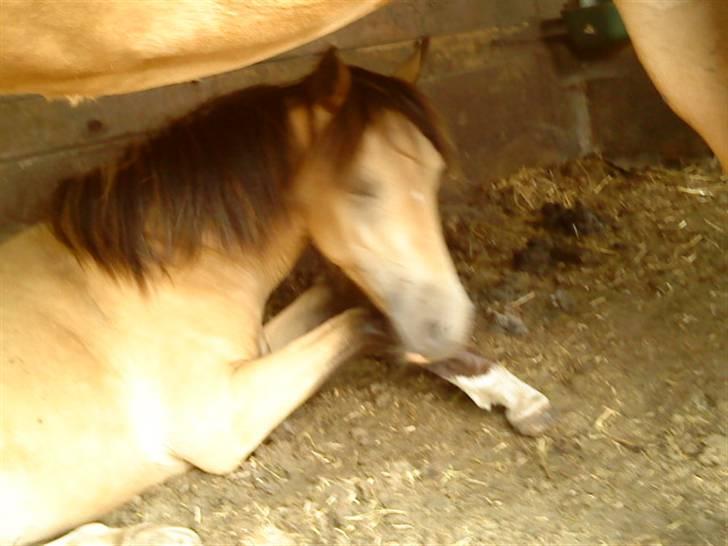 Anden særlig race Brammingborgs Cassiopia - "Jeg var lii´ lidt træt":´) billede 8