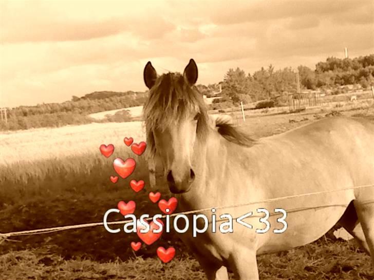 Anden særlig race Brammingborgs Cassiopia - Super smukke Casse<33;´) billede 9