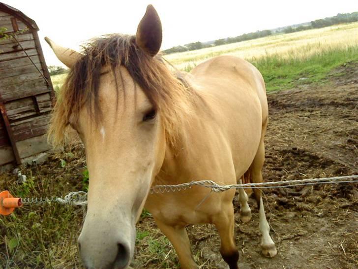 Anden særlig race Brammingborgs Cassiopia - "Har du noget til mig?"<33 billede 10