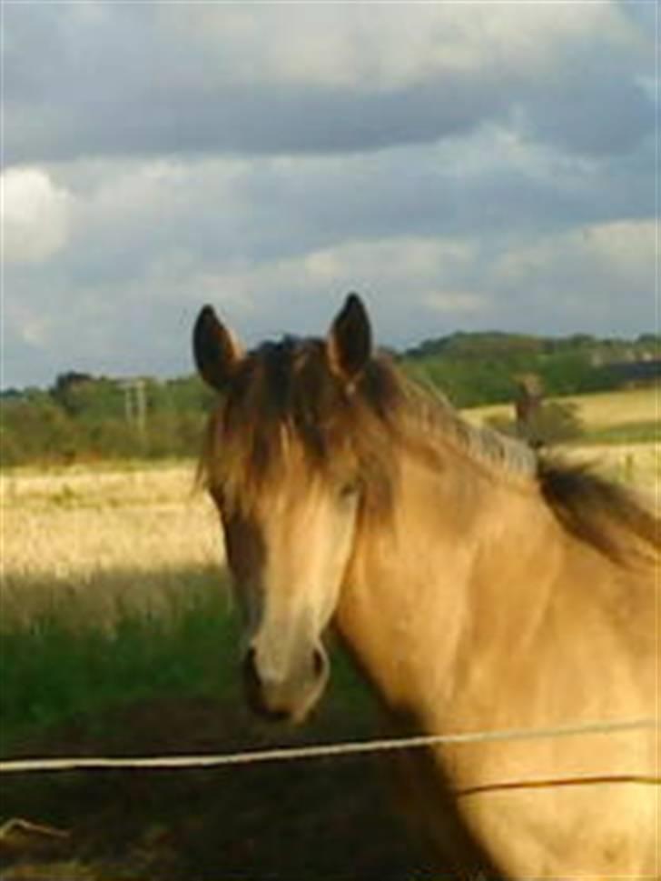 Anden særlig race Brammingborgs Cassiopia - Tak fordi du kiggede forbi min profil<33 billede 11