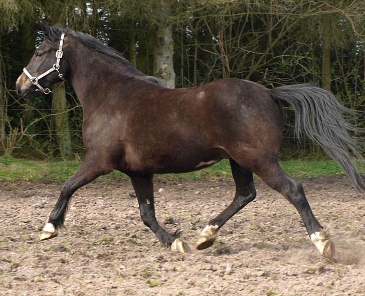 New Forest ».Elmholts Gefion. billede 20