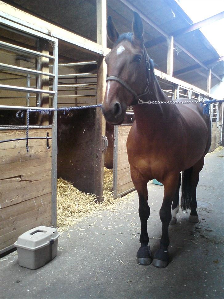Dansk Varmblod chateau - på vestbirk. billede 10