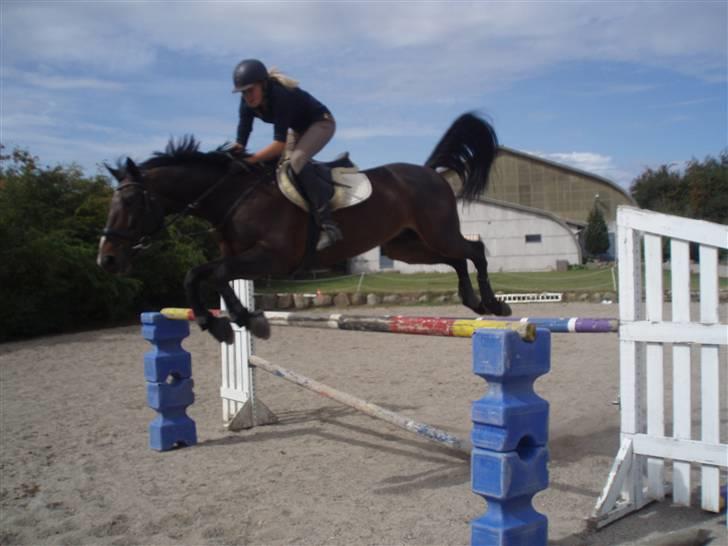 Tysk Varmblod round about (SOLGT) billede 20