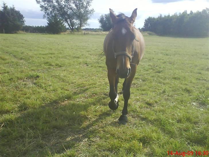 Dansk Varmblod chateau billede 12