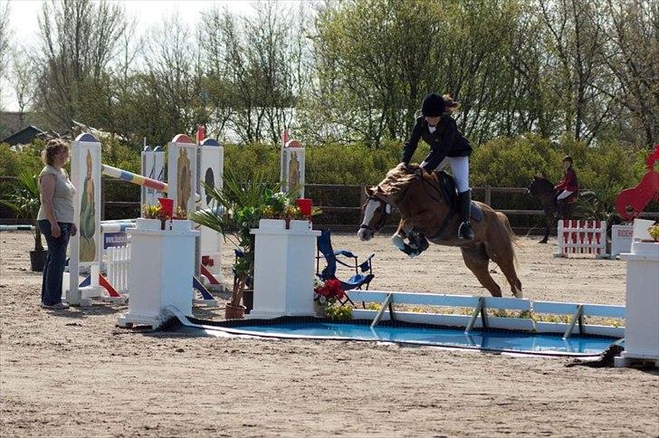 Welsh Pony (sec B) CeltonAristides *solgt* - Velkommen til Celton Aristides profil. billede 1