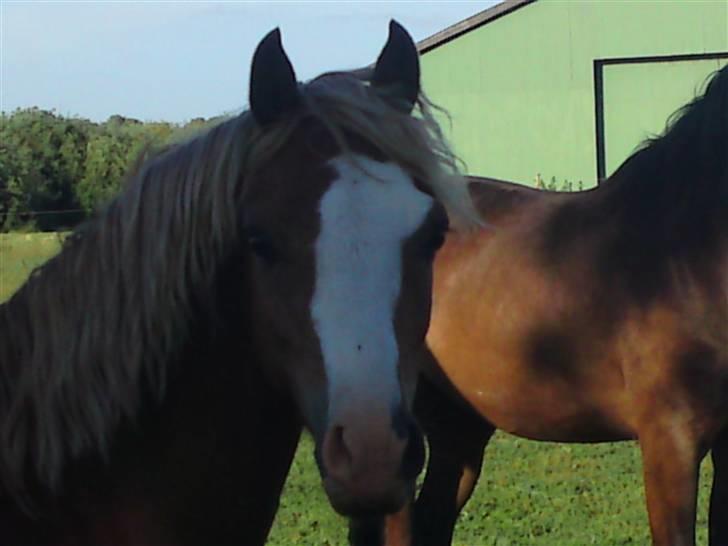 Welsh Pony (sec B) CeltonAristides *solgt* - Han har et smukt hoved. billede 2