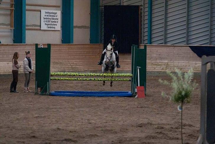 Knabstrupper Lafú *Solgt* - Velkommen til Lafu`s profil. Show stævne Sønderborg La cup finale 1.plads ;-)<3 billede 1