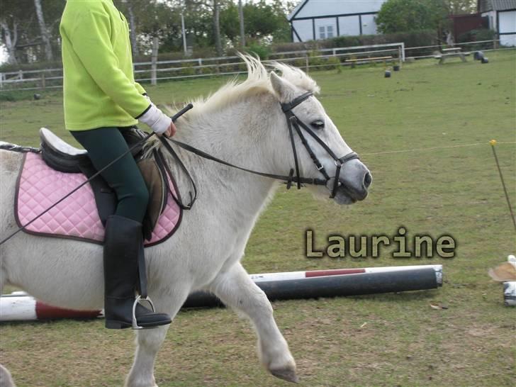 Anden særlig race | Laurine - Velkommen til Laurines profil! :D - Tak for billedet Selma! :D billede 1