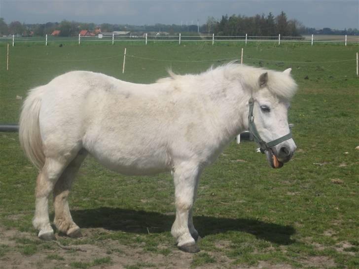 Anden særlig race | Laurine - Et lidt ærldre billede, men det var en vaaarm og solrig sommerdag :) billede 3