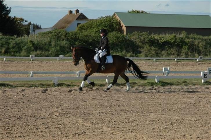 New Forest Texas"Stjerne-ponyen" Solgt* - Opvarmning i Galop:) billede 5