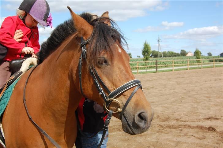 Anden særlig race Stardust(Duddi) billede 13