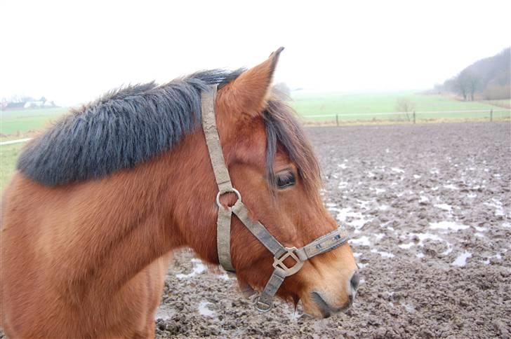 Anden særlig race Stardust(Duddi) - Vintertrold(: <3 billede 15