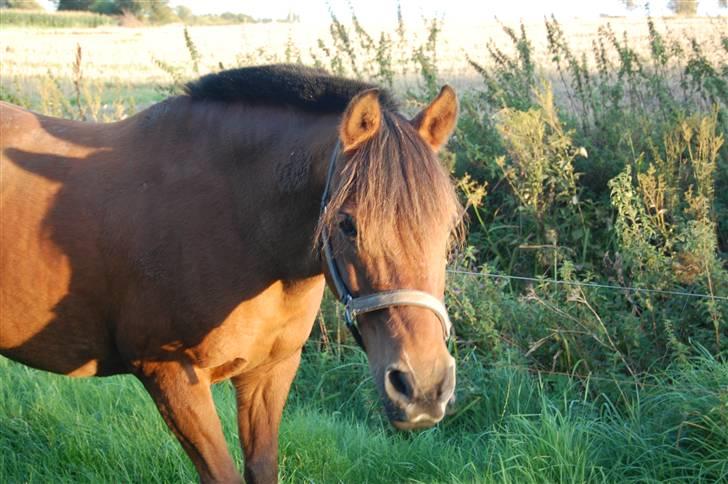 Anden særlig race Stardust(Duddi) billede 16